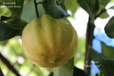 C. limon Mellarosa - 